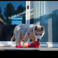ROLEX ( RED BOY ) , a male Siberian Husky for sale in Greensboro, NC – 5 of 10