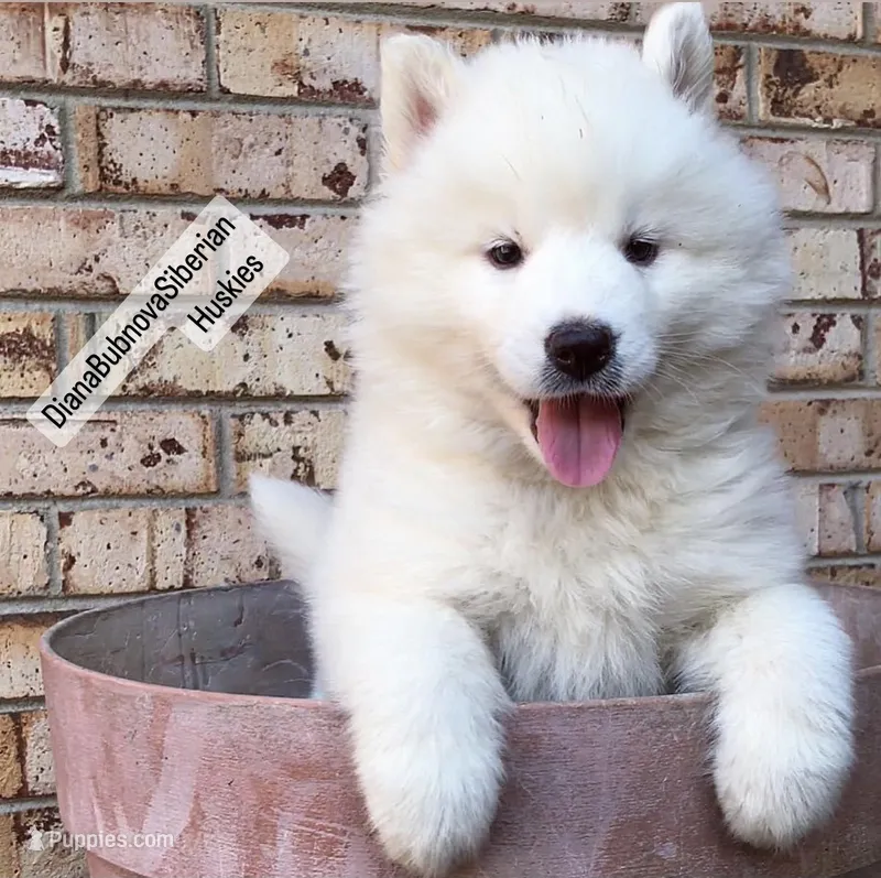 PURE WHITE BEAR BOY Brown Eyes )  – Siberian Husky puppy for sale in Greensboro, NC