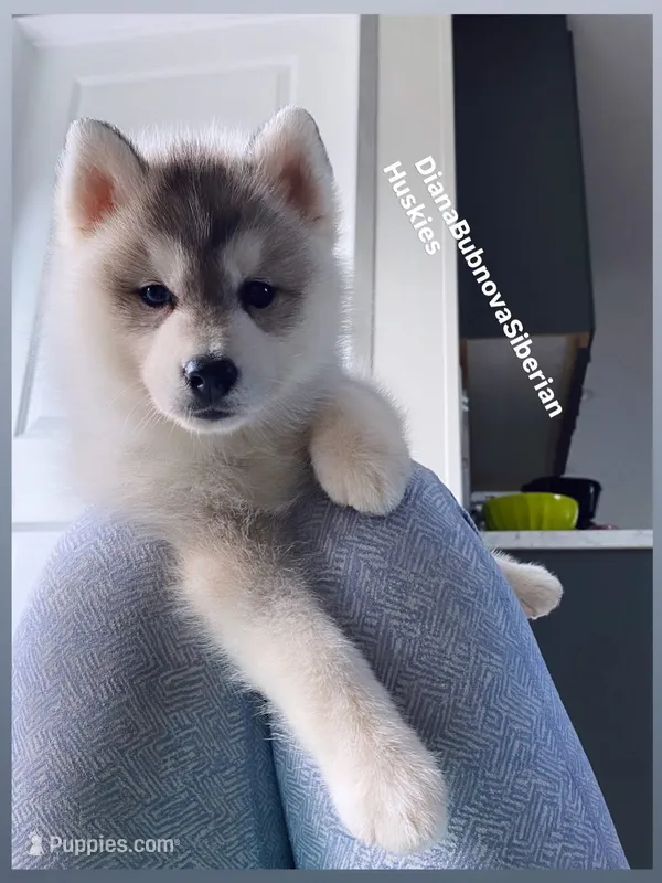 GREY BEAR BOY  – Siberian Husky puppy for sale in Greensboro, NC