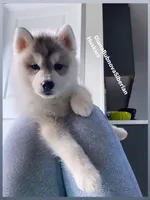 GREY BEAR BOY , a male Siberian Husky for sale in Greensboro, NC – 1 of 8