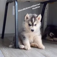 BLACK /WHITE ( BOY ) , a male Siberian Husky for sale in Greensboro, NC – 2 of 7