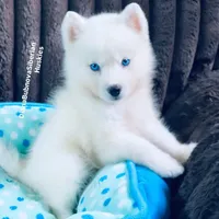 BLUE EYED PURE WHITE GIRL , a male Siberian Husky for sale in Greensboro, NC – 9 of 10