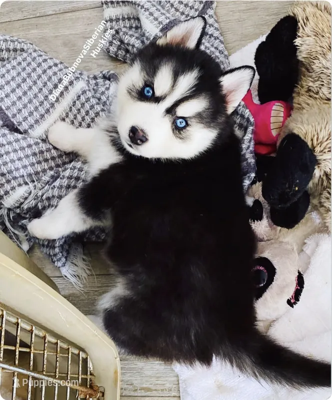 “ DIAMOND  “ BLUE EYED GIRL  – Siberian Husky puppy for sale in Greensboro, NC