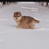 FLAME ( RED BOY  ), a male Siberian Husky for sale in Greensboro, NC – Photo 2 of 2