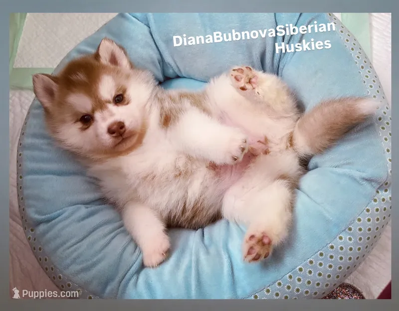 FLAME ( DARK RED GIRL )