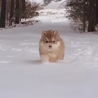 FLAME ( RED BOY  ), a male Siberian Husky for sale in Greensboro, NC – Photo 1 of 2