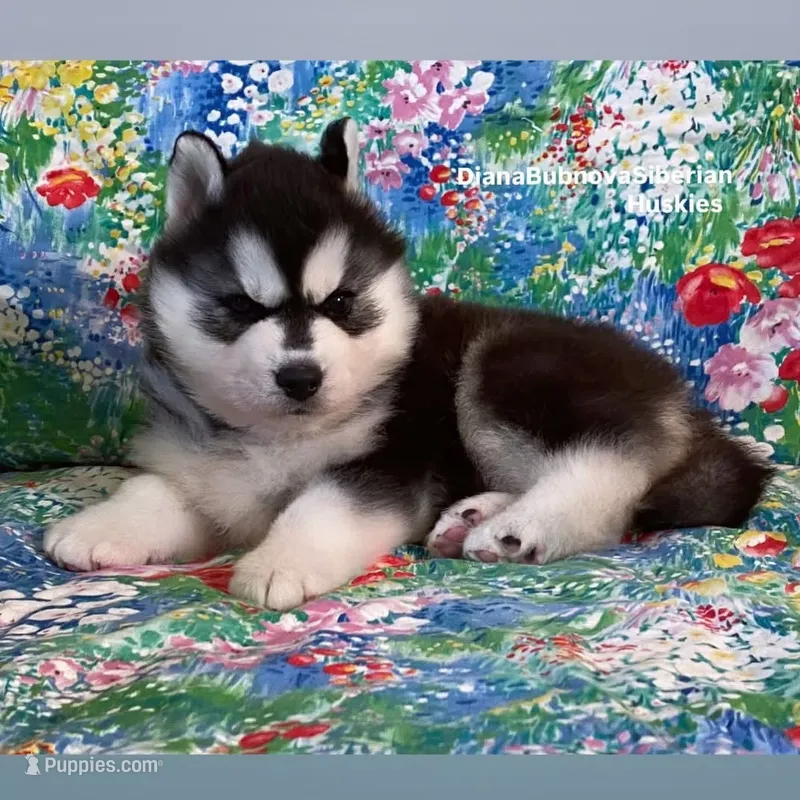 Black/White Bear Girl ( BROWN EYES )  – Siberian Husky puppy for sale in Greensboro, NC