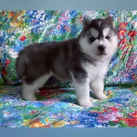 BEAR BOY , a male Siberian Husky for sale in Greensboro, NC – 10 of 10