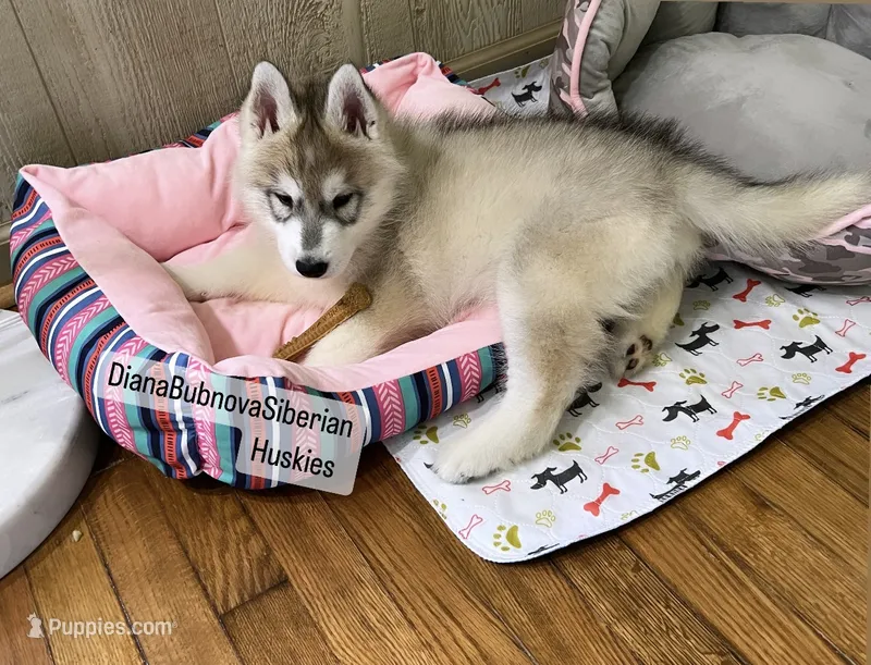 GREY GIRL ( BROWN EYES )  – Siberian Husky puppy for sale in Greensboro, NC