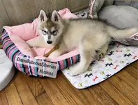 GREY GIRL ( BROWN EYES ) , a female Siberian Husky for sale in Greensboro, NC – 1 of 1