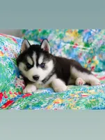 BLACK/WHITE BLUE EYED GIRL , a female Siberian Husky for sale in Greensboro, NC – 7 of 9