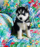 BLACK/WHITE BLUE EYED GIRL , a female Siberian Husky for sale in Greensboro, NC – 1 of 9