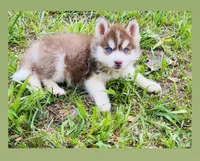 BLUE EYED DARK RED BOY , a male Siberian Husky for sale in Greensboro, NC – 4 of 7