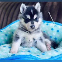 MINIATURE SIZE BOY ( BROWN EYES ) , a male Siberian Husky and Alaskan Klee Kai for sale in Greensboro, NC – 6 of 9