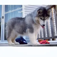 BLACK/WHITE GIRL , a female Siberian Husky for sale in Greensboro, NC – 10 of 10