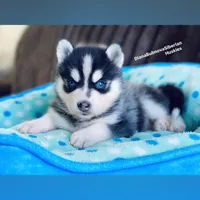 MINIATURE SIZE BLUE EYED GIRL , a female Siberian Husky and Alaskan Klee Kai for sale in Greensboro, NC – 5 of 9
