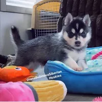 MINIATURE SIZE BLACK/WHITE BOY ( BROWN EYES )  , a male Siberian Husky and Alaskan Klee Kai for sale in Greensboro, NC – 5 of 10