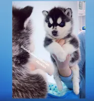 Black/White Girl, a female Siberian Husky for sale in Greensboro, NC – Photo 2 of 2