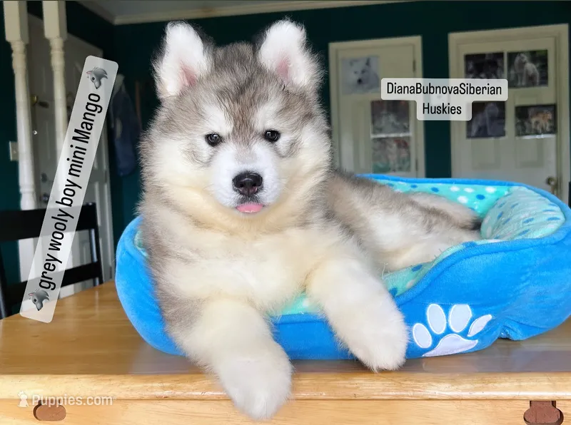 GREY BEAR BOY ( BROWN EYES )  – Siberian Husky puppy for sale in Greensboro, NC