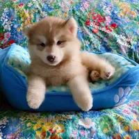 RED BEAR GIRL ( Green/Amber eyes) , a female Siberian Husky for sale in Greensboro, NC – 5 of 9