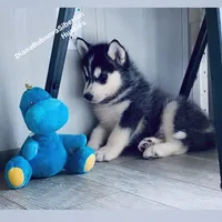 BOY ( BLACK /WHITE ) , a male Siberian Husky for sale in Greensboro, NC – 4 of 6