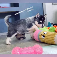 MINIATURE SIZE BLACK/WHITE BOY ( BROWN EYES )  , a male Siberian Husky and Alaskan Klee Kai for sale in Greensboro, NC – 2 of 10