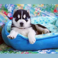 Black/White Boy ( one blue/one brown eye ) , a male Siberian Husky for sale in Greensboro, NC – 1 of 7