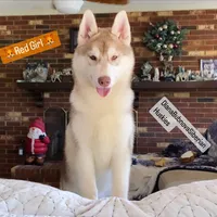 RED GIRL , a female Siberian Husky for sale in Greensboro, NC – 2 of 2