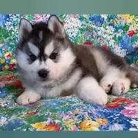 TEDDY ( BEAR BOY ) , a male Siberian Husky for sale in Greensboro, NC – 4 of 10