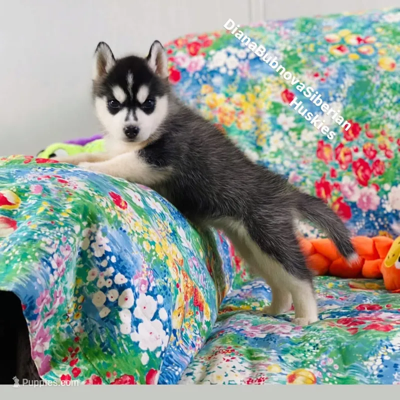 Black /White Girl ( Brown Eyes )  – Siberian Husky puppy for sale in Greensboro, NC