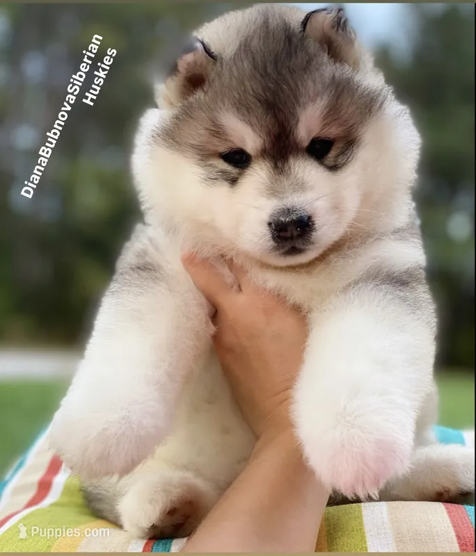 GREY BOY  – Siberian Husky puppy for sale in Greensboro, NC