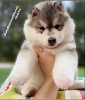 GREY BOY , a male Siberian Husky for sale in Greensboro, NC – 1 of 1
