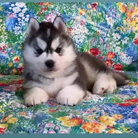 TEDDY ( BEAR BOY ) , a male Siberian Husky for sale in Greensboro, NC – 8 of 10