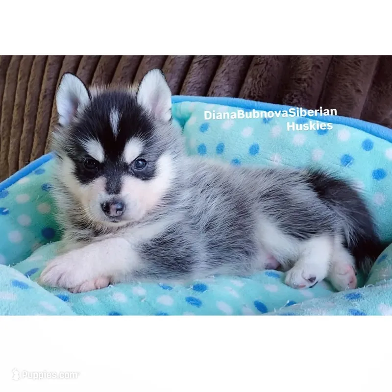 MINIATURE SIZE BOY ( BROWN EYES )  – Siberian Husky, Alaskan Klee Kai puppy for sale in Greensboro, NC