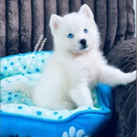 BLUE EYED PURE WHITE GIRL , a male Siberian Husky for sale in Greensboro, NC – 4 of 10