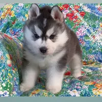 TEDDY ( BEAR BOY ) , a male Siberian Husky for sale in Greensboro, NC – 10 of 10