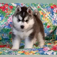 TEDDY ( BEAR BOY ) , a male Siberian Husky for sale in Greensboro, NC – 5 of 10