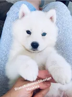 ASTI BOY ( One Blue/One Brown Eye ) , a male Siberian Husky for sale in Greensboro, NC – 7 of 10