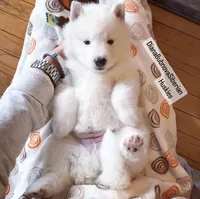 PURE WHITE GIRL ( BROWN EYES ) , a female Siberian Husky for sale in Greensboro, NC – 1 of 1