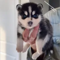 MINIATURE SIZE BLUE EYED GIRL , a female Siberian Husky and Alaskan Klee Kai for sale in Greensboro, NC – 4 of 9