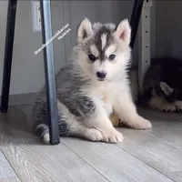 BLACK /WHITE ( BOY ) , a male Siberian Husky for sale in Greensboro, NC – 6 of 7