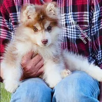 FIRE ( DARK RED BOY ) , a male Siberian Husky for sale in Greensboro, NC – Photo 3 of 5