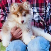 FIRE ( DARK RED BOY ) , a male Siberian Husky for sale in Greensboro, NC – Photo 1 of 5