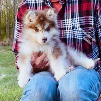 FIRE ( DARK RED BOY ) , a male Siberian Husky for sale in Greensboro, NC – Photo 2 of 5