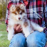 FIRE ( DARK RED BOY ) , a male Siberian Husky for sale in Greensboro, NC – Photo 4 of 5