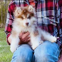 FIRE ( DARK RED BOY ) , a male Siberian Husky for sale in Greensboro, NC – Photo 5 of 5