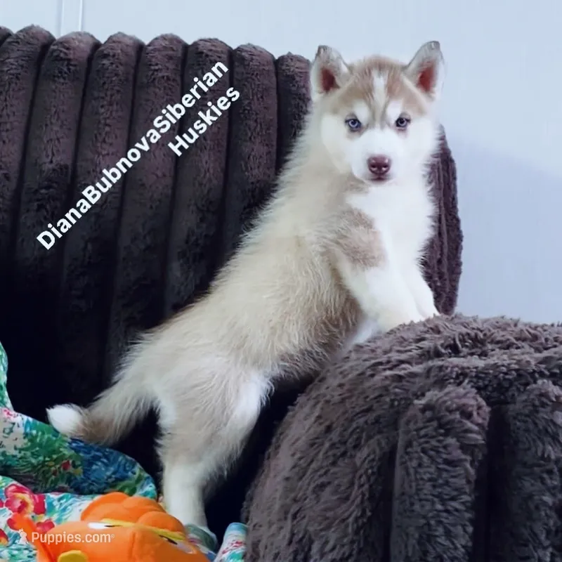 RED GIRL ( One Blue/One Green Eye )  – Siberian Husky puppy for sale in Greensboro, NC