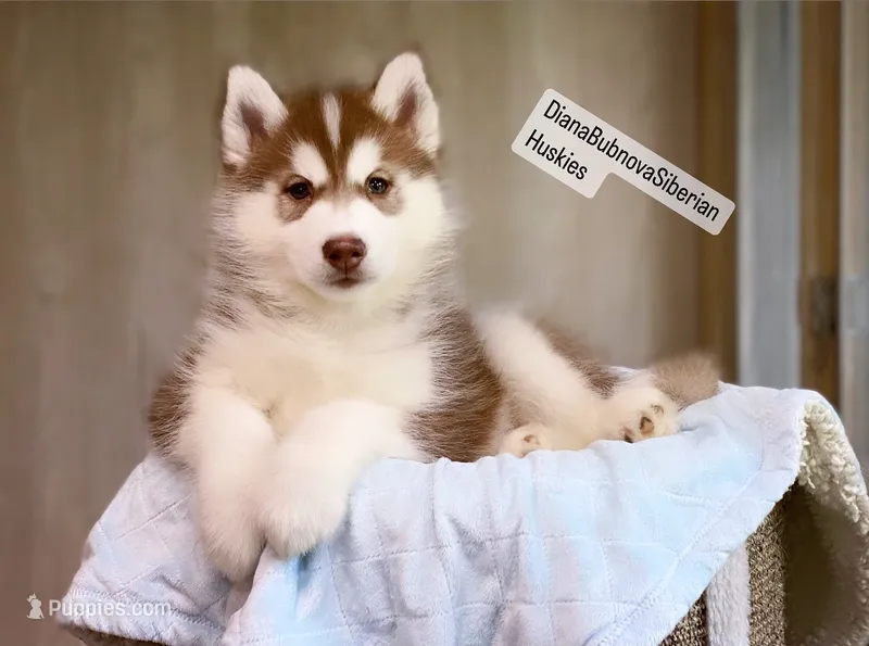 FIRE ( DARK RED BOY )  – Siberian Husky puppy for sale in Greensboro, NC