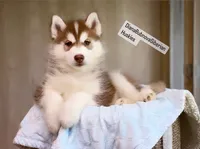 FIRE ( DARK RED BOY ) , a male Siberian Husky for sale in Greensboro, NC – 2 of 5
