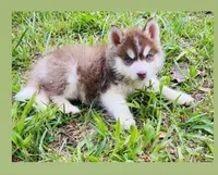 BLUE EYED DARK RED BOY , a male Siberian Husky for sale in Greensboro, NC – 5 of 7